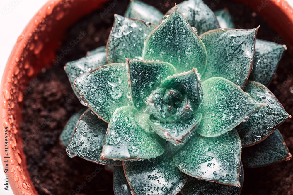 Green succulent in the shape of a star, juicy potted houseplant moistened with water, home floriculture Green succulent in the shape of a star, juicy potted houseplant moistened with water, home floriculture