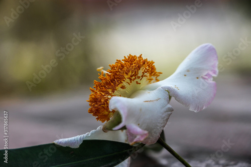 Mesua ferrea, Ceylon ironwood, Indian rose chestnut, cobra saffron, Calophyllaceae photo