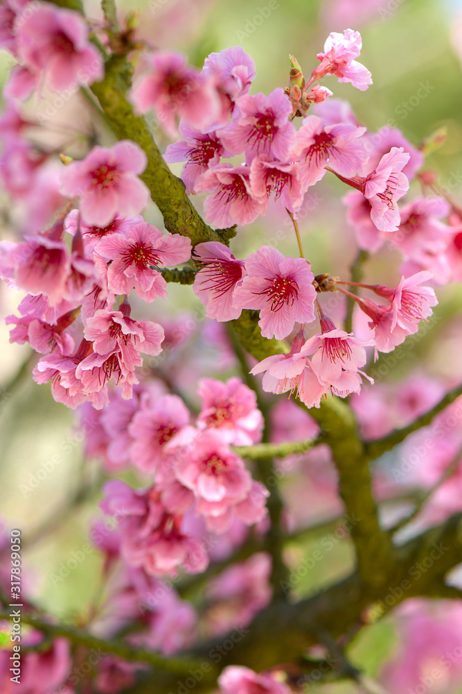 Pink cherry blossom on natural color background. Pink cherry blossom on natural color background.