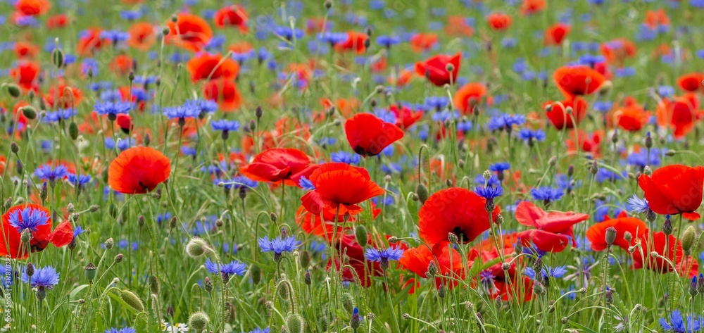 Obraz premium aufgeblühte Mohnblumen auf einem Feld