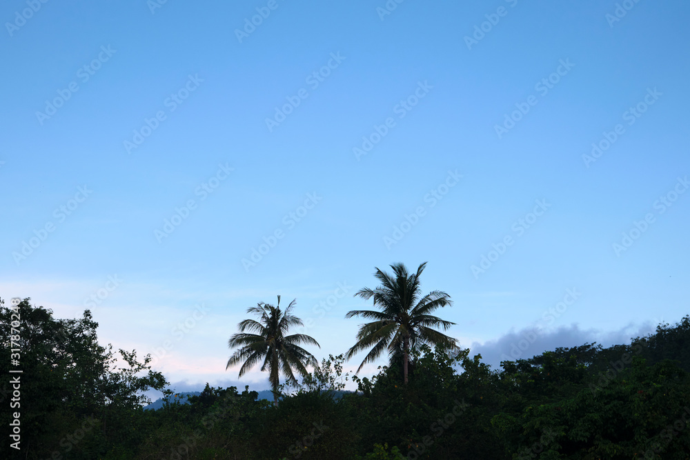 Tropical Trees Against a Clear Blue Sky