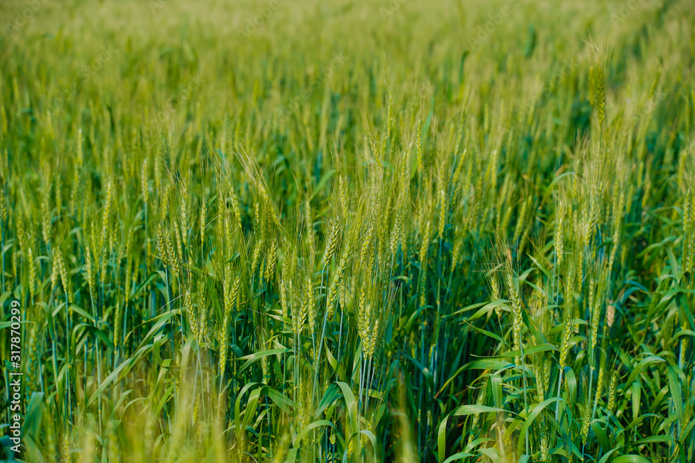 Obraz premium Green wheat farm in India