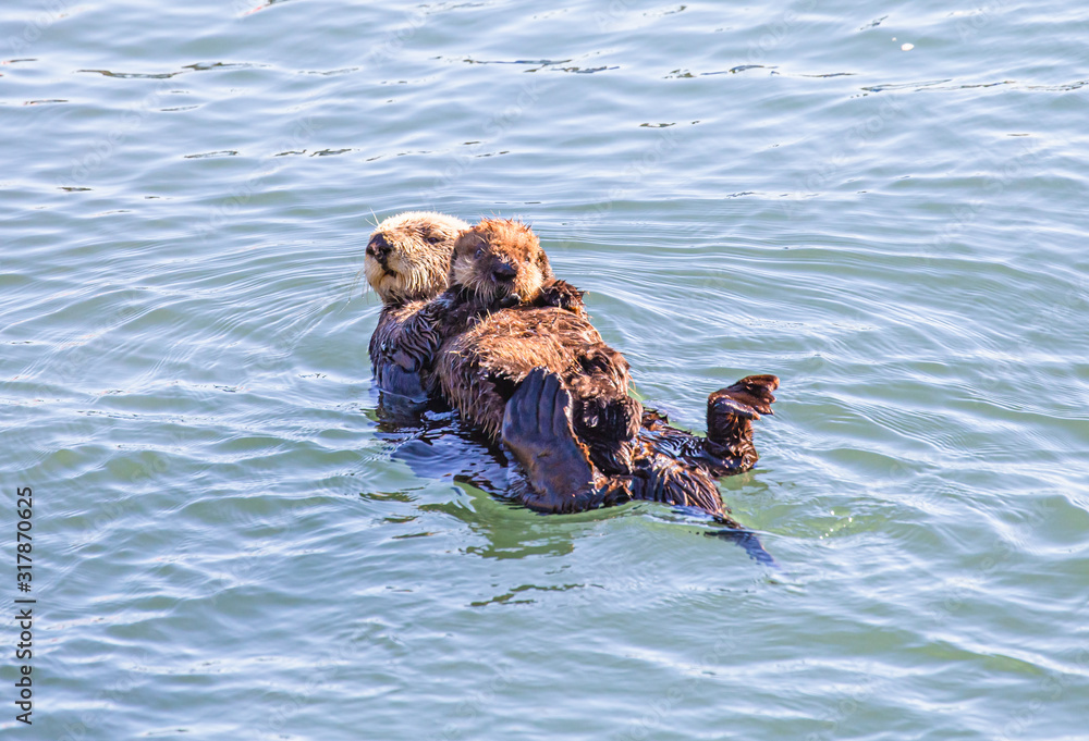 Mother sea otter with baby in Morro Bay, CA Mother sea otter with baby in Morro Bay, CA