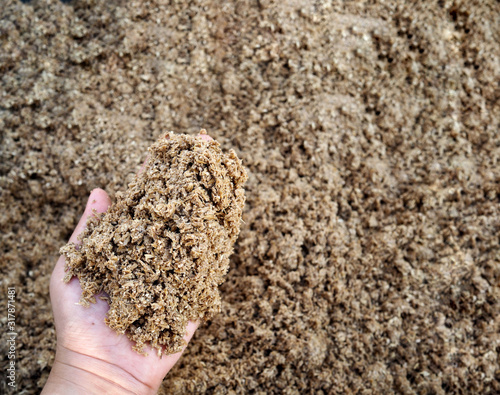 Dry malt feed product shown on hand , by product from brewer fermentation to be animal feed
