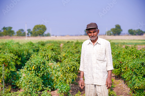 indian farmer in green chili field 
