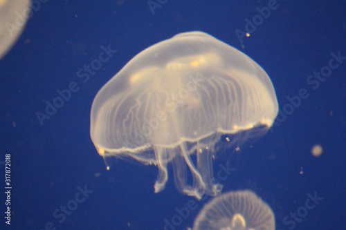 jellyfish in water © Kendall