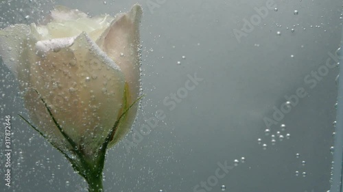A fresh creamy rose is found in pure crystalline water. Bubbles of air stuck around the flower and pop up. Close up view of nice flower. Fresh plant in purified liquid. Spa procedure.