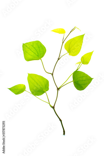 Green betel leaves, Fresh piper betle on white background.