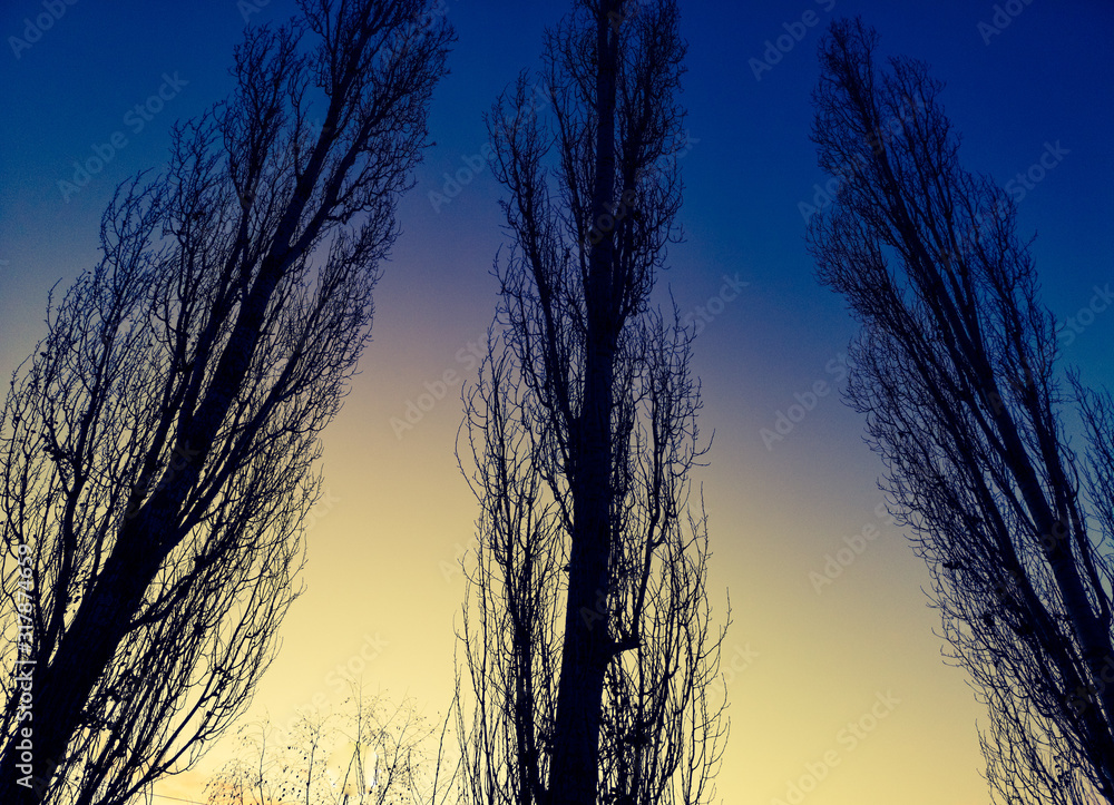 Naked poplars at dawn in the winter sun