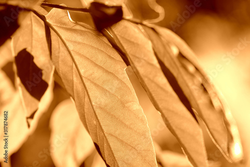 Maple leaves lit by the sun on a summer day. Natural background brown color toned photo