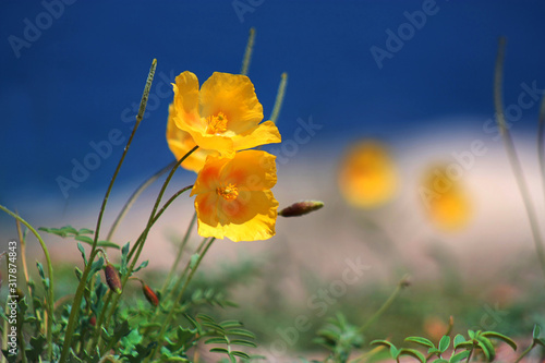 Yellow poppies on the lake