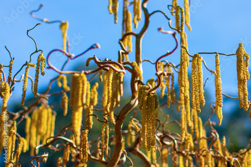 Twisted shrub (tree) without leaves with long yellow buds. Acacia auriculiformis, auri, earleaf acacia, earpod wattle, northern black wattle, Papuan wattle, tan wattle, akashmoni. Victoria, Australia.