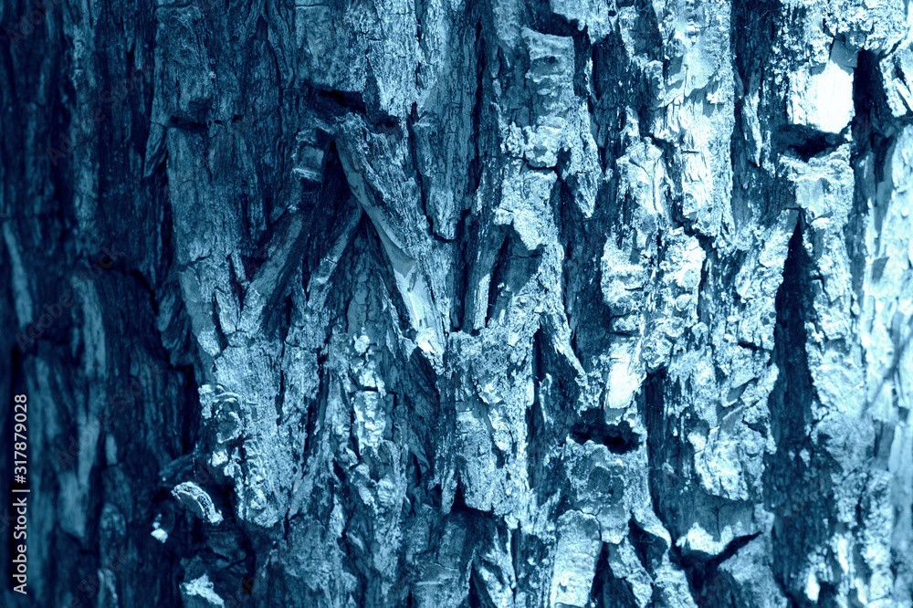 Old tree bark illuminated by the sun on a summer day close-up. Natural abstract background blue color toned Old tree bark illuminated by the sun on a summer day close-up. Natural abstract background blue color toned