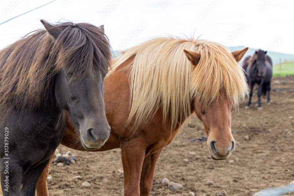 Portrait of two horses with luxury mane covering their eyes. Perfect forelock and hair look like. Blond and brunette