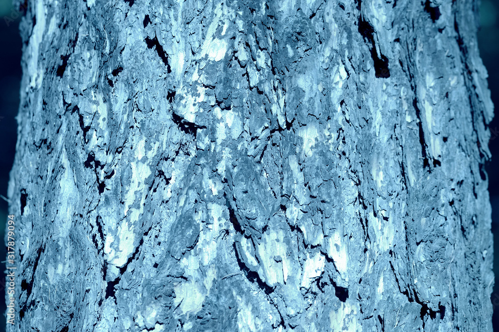 Old tree bark illuminated by the sun on a summer day close-up. Natural abstract background blue color toned Old tree bark illuminated by the sun on a summer day close-up. Natural abstract background blue color toned
