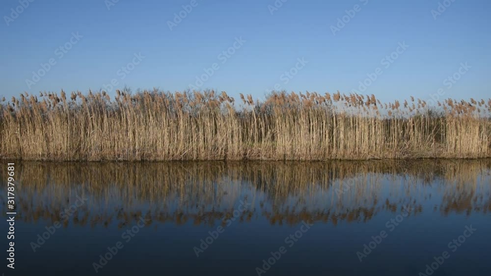 Landscape in France (near Nevers) with canal and reed swinging in the wind Landscape in France (near Nevers) with canal and reed swinging in the wind