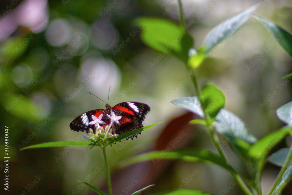 Orange butterfly (Vanessa itea, Australian Admiral, Yellow Admiral) landing on the inflorescence of small flowers on a blurred background. Butterfly park in Caitns, Queensland, Australia. Orange butterfly (Vanessa itea, Australian Admiral, Yellow Admiral) landing on the inflorescence of small flowers on a blurred background. Butterfly park in Caitns, Queensland, Australia.
