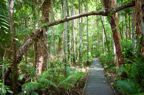 Footpath in a tropical rain forest on a sunny day. Botanical garden, Caitns, Queensland, Australia.