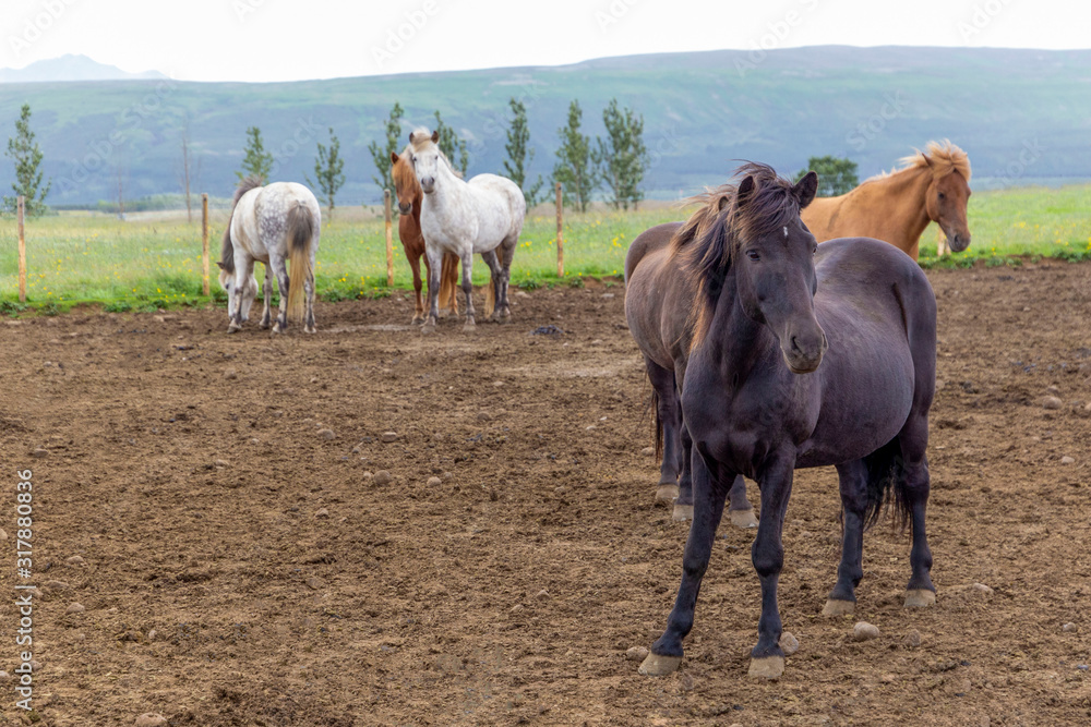 Fototapeta premium Gorgeous horses. A magnificent brown stallion of the famous Icelandic breed of horses looks at the camera and waits for its owner. Friendship of animals and people. The concept of true friendship.