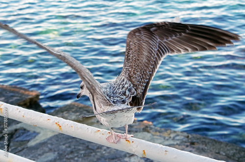 White and grey seagull