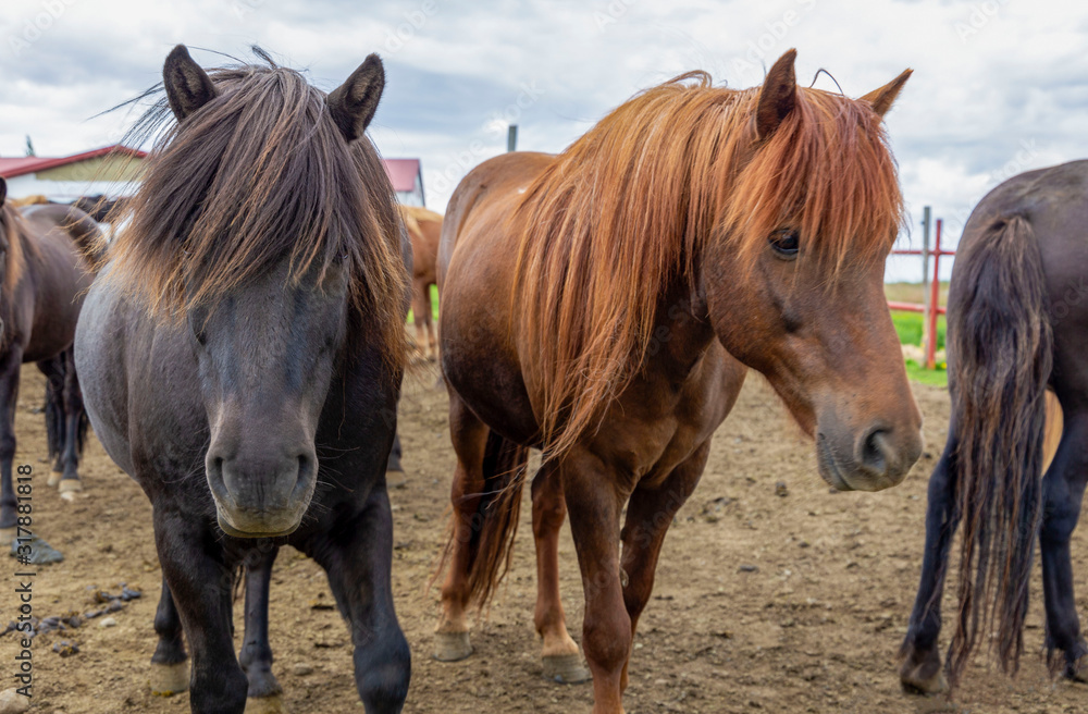Portrait of two gorgeous black and brown horses coming close and looking straight into camera. Beautiful long mane falls to cover eyes. Portrait of two gorgeous black and brown horses coming close and looking straight into camera. Beautiful long mane falls to cover eyes.