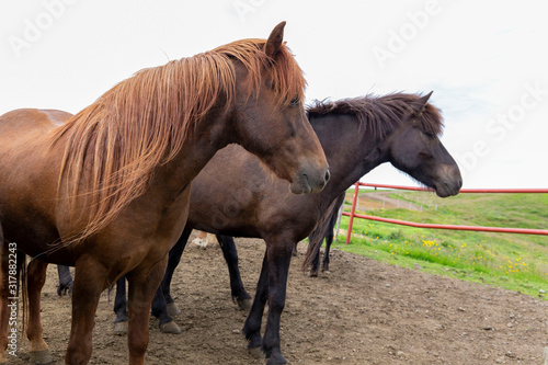 Two gorgeous black and brown horses looking to green pasture. Beautiful long mane falls to cover eyes.  © September
