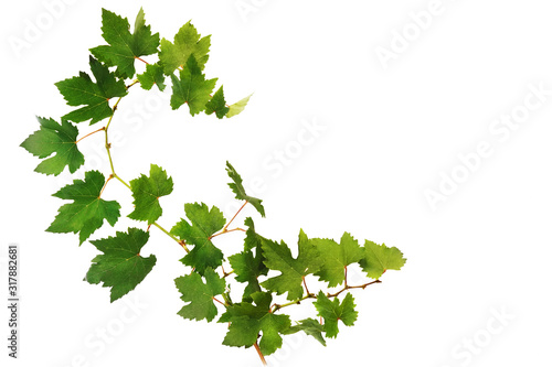Green Grape Leaves on white background .