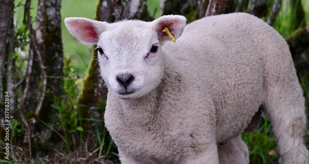 Obraz premium portrait of a lamb