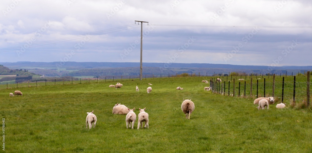 Obraz premium sheep in a field