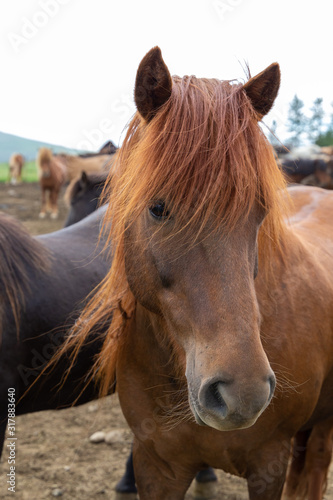 Two gorgeous black and brown horses looking to green pasture. Beautiful long mane falls to cover eyes. 