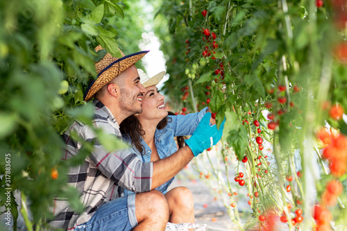 Couple farmers invest in  family bisiness in agriculture and looking at tomato and check how grow and quality of plant photo