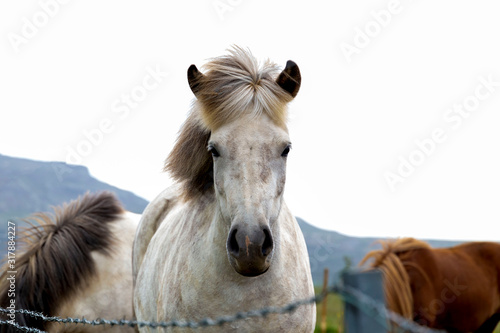 Wallpaper Mural Portrait of gorgeous white icelandic horse standing against the wind with fluttering hair Torontodigital.ca