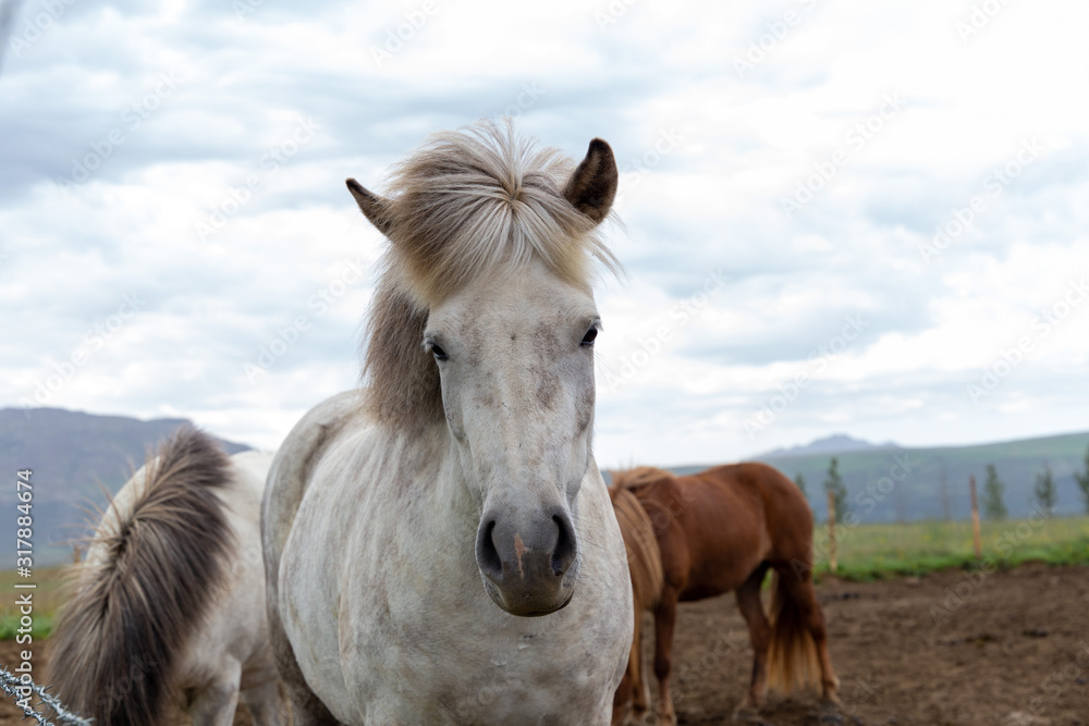 Fototapeta premium Portrait of gorgeous white icelandic horse standing against the wind with fluttering hair