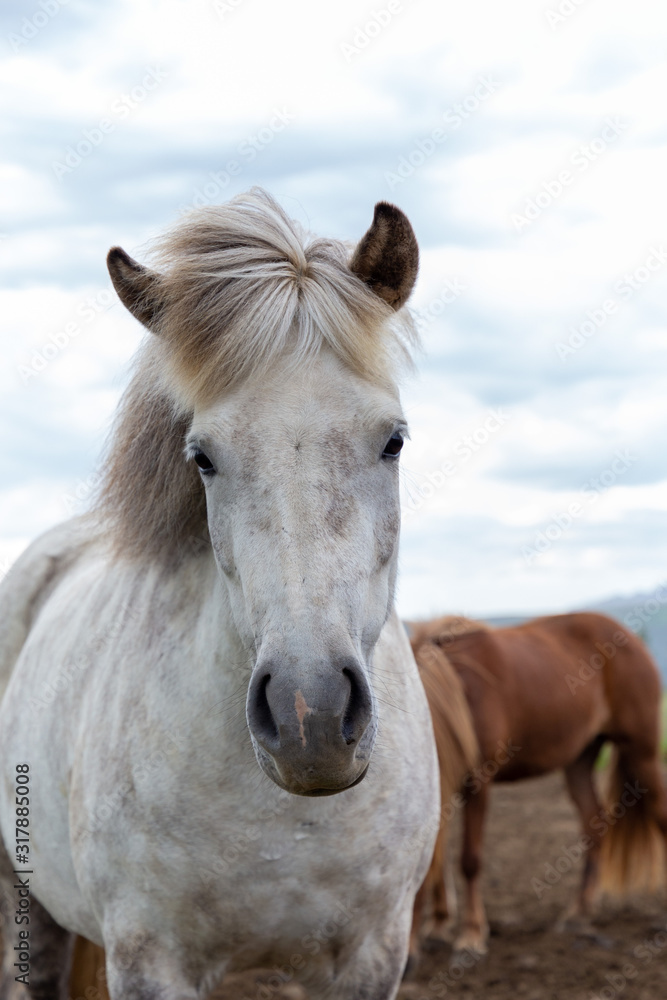 Vertical portrait of gorgeous white icelandic horse standing against the wind with fluttering hair