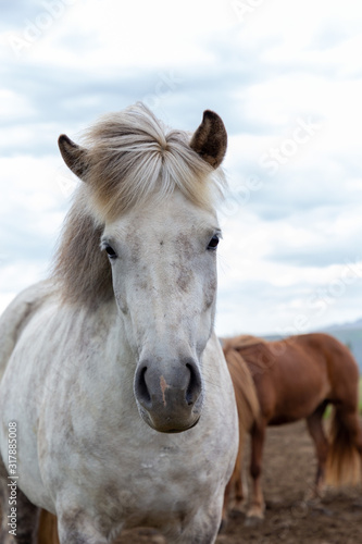 Vertical portrait of gorgeous white icelandic horse standing against the wind with fluttering hair