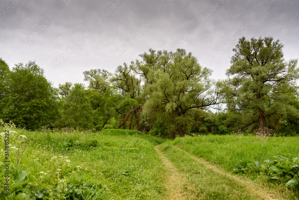 Dirt road in a forest under a gloomy cloudy sky