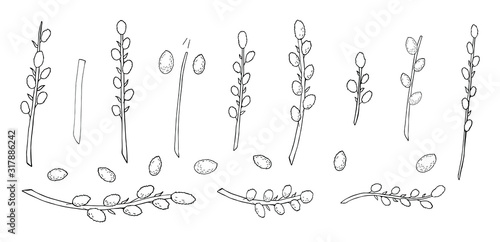 pussy willow set in black and white. Easter plants in black and white line art vector for coloring book and and greeting design