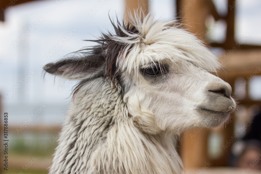 Obraz premium cute lama portrain in zoo