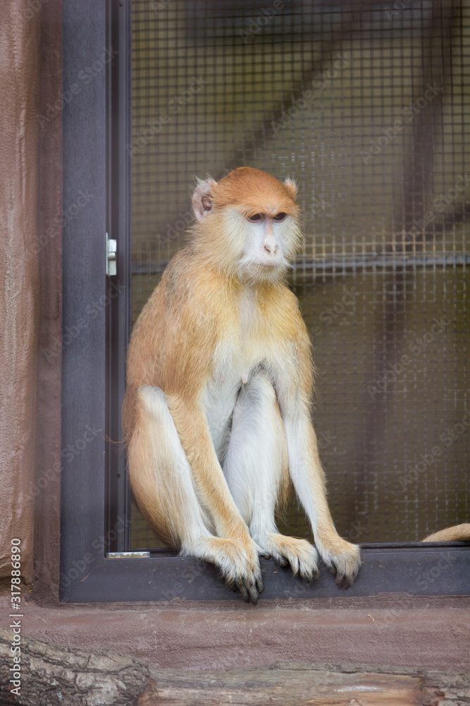 monkey sits in the zoo