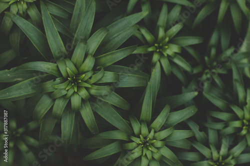 Green leaves and plant texture background © danielspase