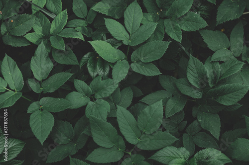 Natural background of dark green leaves in the forest