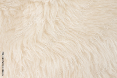 White real wool with beige top texture background. light cream natural sheep wool. seamless plush cotton, texture of fluffy fur for designers