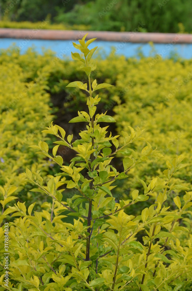 Obraz premium yellow showcase plant