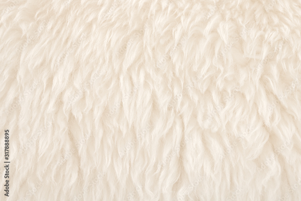 White real wool with beige top texture background. light cream natural sheep wool. seamless plush cotton, texture of fluffy fur for designers White real wool with beige top texture background. light cream natural sheep wool. seamless plush cotton, texture of fluffy fur for designers