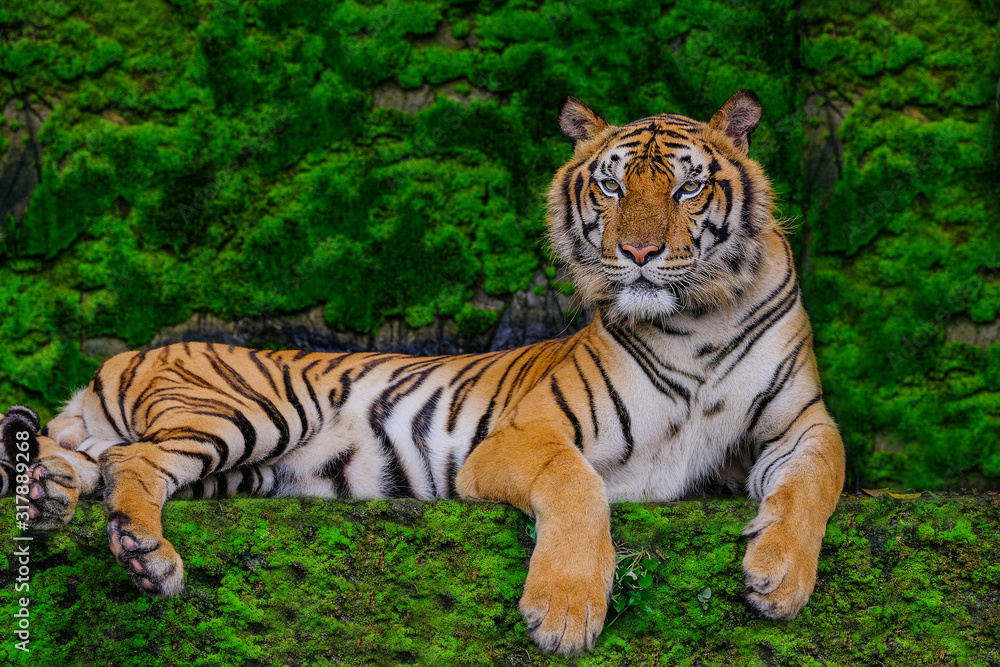 Beautiful Bengal tiger green tiger in forest show nature. Beautiful Bengal tiger green tiger in forest show nature.