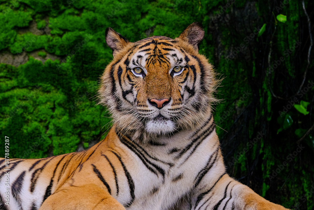 Beautiful Bengal tiger green tiger in forest show  nature.