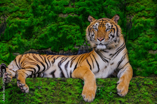 Beautiful Bengal tiger green tiger in forest show  nature.