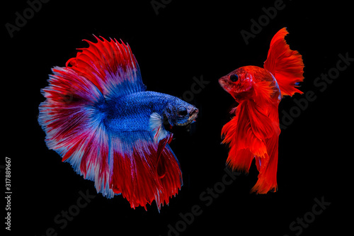 Multi color Siamese fighting fish (Rosetail)(Halfmoon),fighting fish,Betta splendens