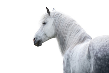 White horse portrait with long mane on white background. High key image