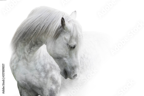 Fotografia White horse portrait with long mane on white background